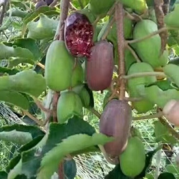 软枣猕猴桃苗树南北方种植正宗软枣子我送苗你种包回收