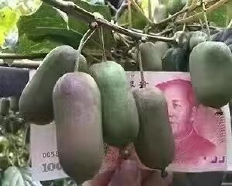 软枣猕猴桃苗树南北方种植正宗软枣子我送苗你种包回收