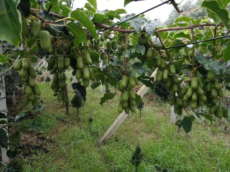 软枣猕猴桃苗树南北方种植正宗软枣子我送苗你种包回收