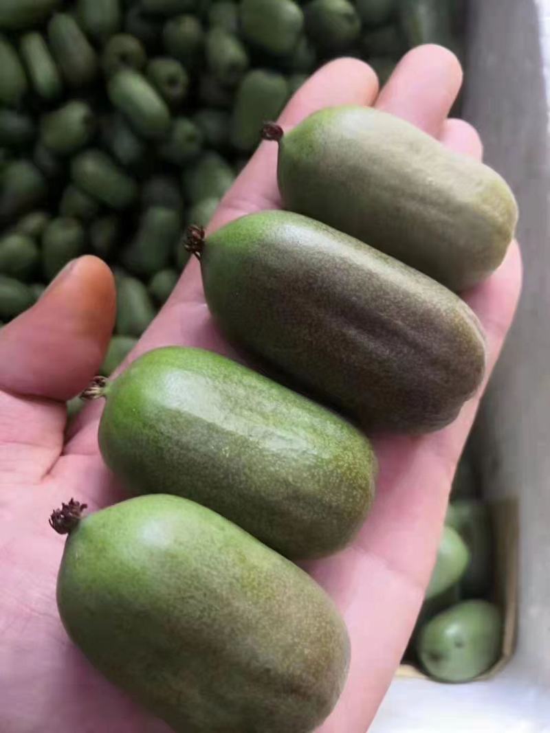 软枣猕猴桃苗树南北方种植正宗软枣子我送苗你种包回收