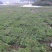 软枣猕猴桃苗树南北方种植正宗软枣子我送苗你种包回收