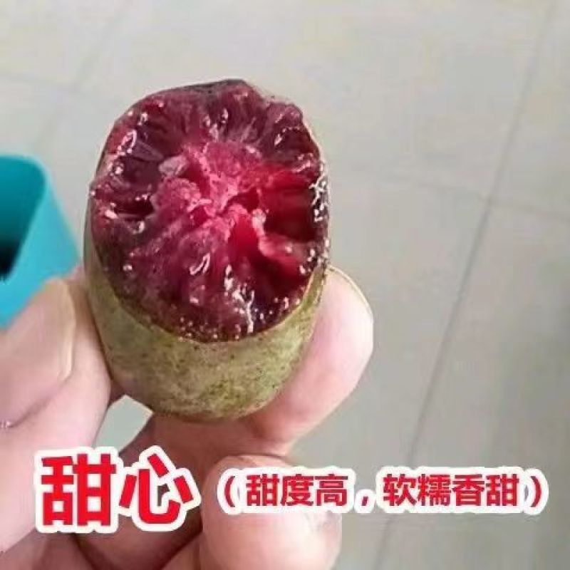 软枣猕猴桃苗树南北方种植正宗软枣子我送苗你种植签约回收