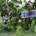软枣猕猴桃苗树南北方种植正宗软枣子我送苗你种植签约回收