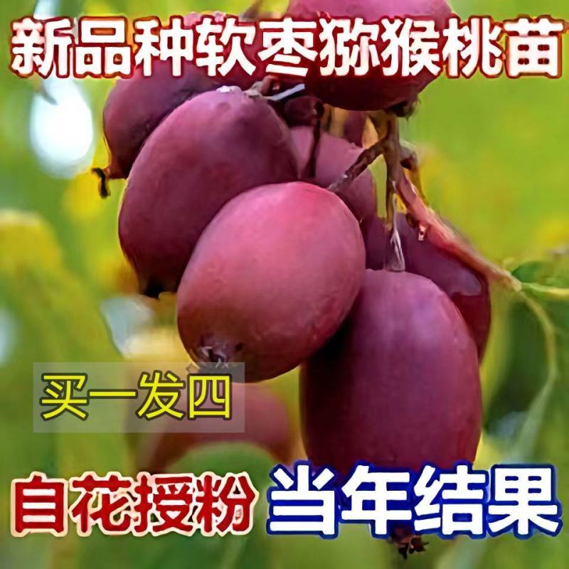 软枣猕猴桃苗树南北方种植正宗软枣子我送苗你种植签约回收
