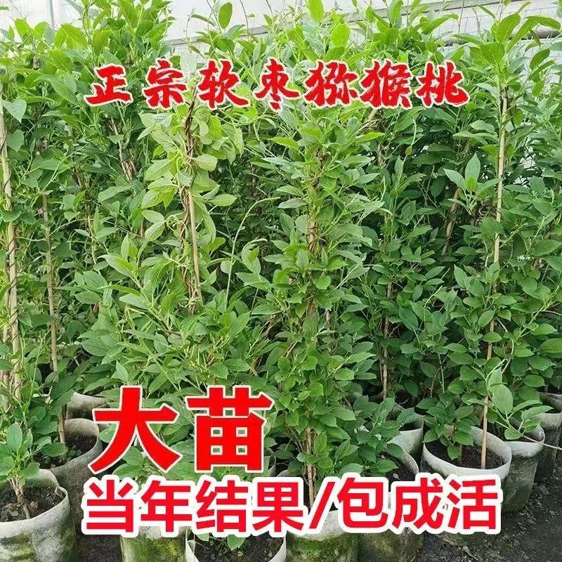 软枣猕猴桃苗树南北方种植正宗软枣子我送苗你种植签约回收