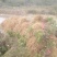 软枣猕猴桃苗树南北方种植正宗软枣子我送苗你种植签约回收