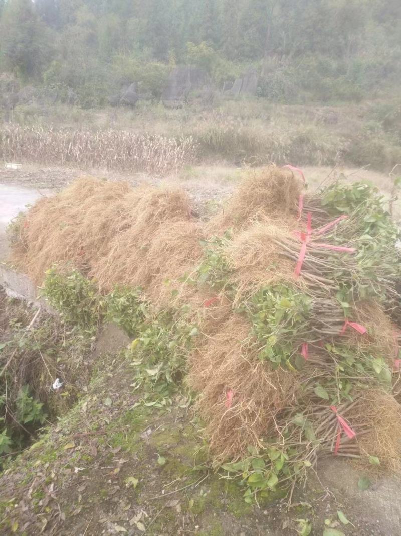 软枣猕猴桃苗树南北方种植正宗软枣子我送苗你种植签约回收