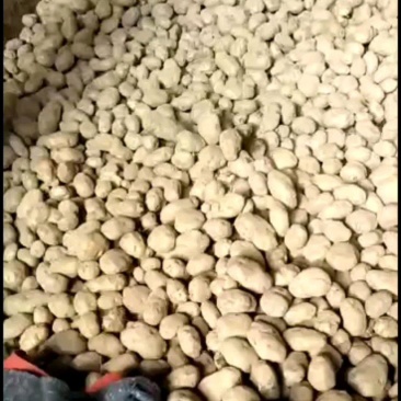 黄心土豆大量上市