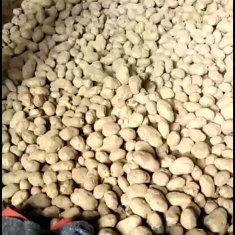 黄心土豆大量上市