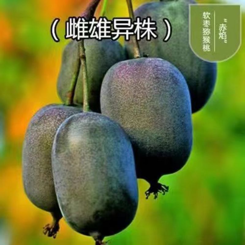 软枣猕猴桃苗树南北方种植正宗软枣子我送苗你种植包回收