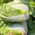 【常年供应】河北白菜黄心白菜大量上市全国供应欢迎咨询