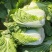 【常年供应】河北白菜黄心白菜大量上市全国供应欢迎咨询