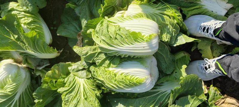 【常年供应】河北白菜黄心白菜大量上市全国供应欢迎咨询