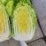 【常年供应】河北白菜黄心白菜大量上市全国供应欢迎咨询
