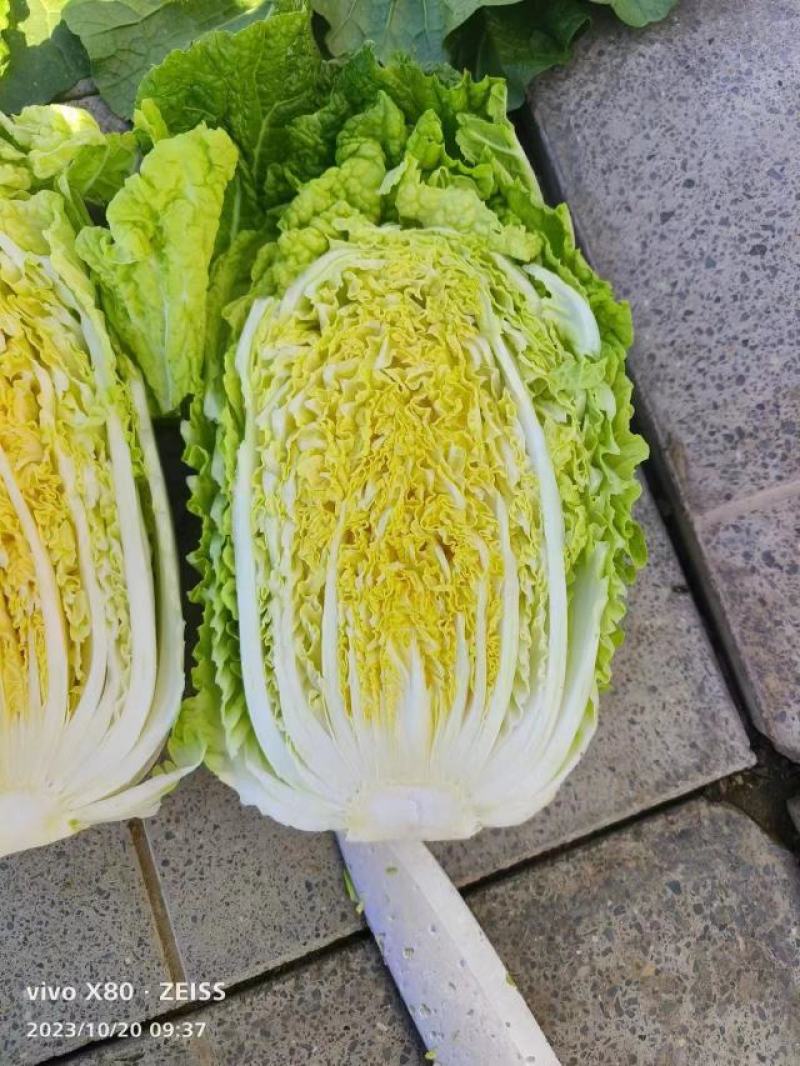 【常年供应】河北白菜黄心白菜大量上市全国供应欢迎咨询