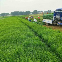 金边麦冬草种植基地直发一手货源批发量大价格全国发货