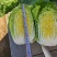 【2025新品】河北黄心白菜大量供应全国发货欢迎咨询