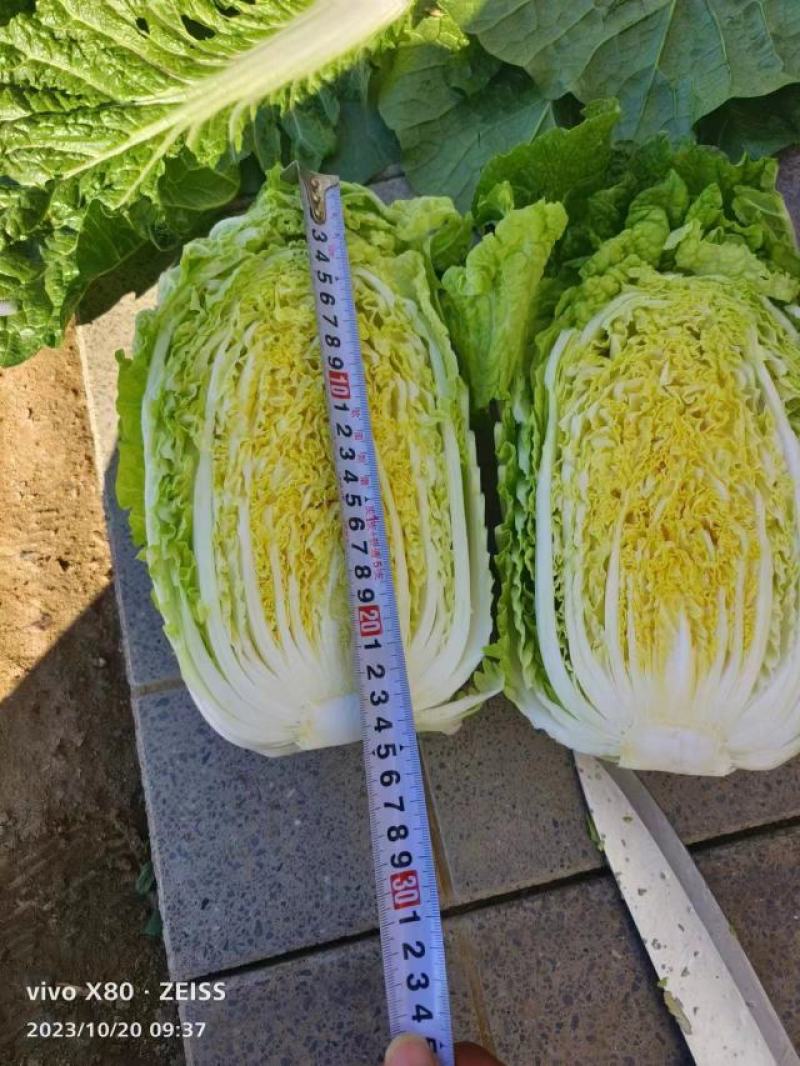 【2025新品】河北黄心白菜大量供应全国发货欢迎咨询