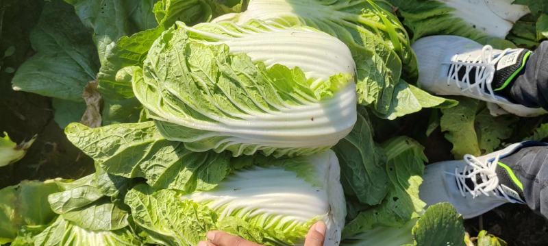 【2025新品】河北黄心白菜大量供应全国发货欢迎咨询