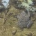 石蛙