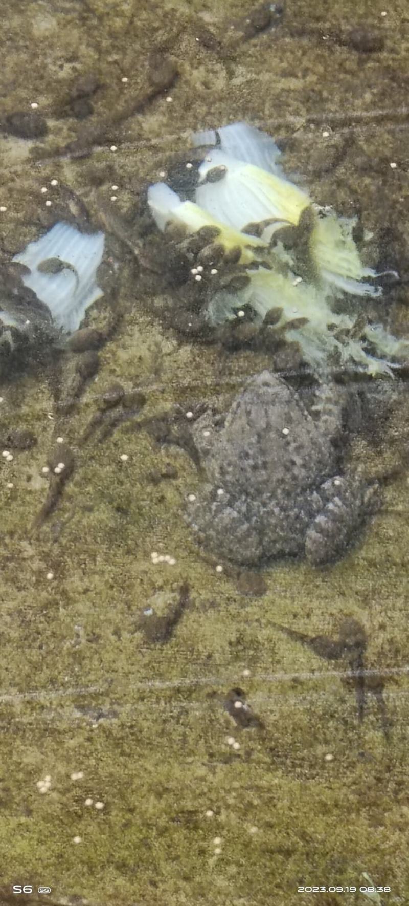 石蛙