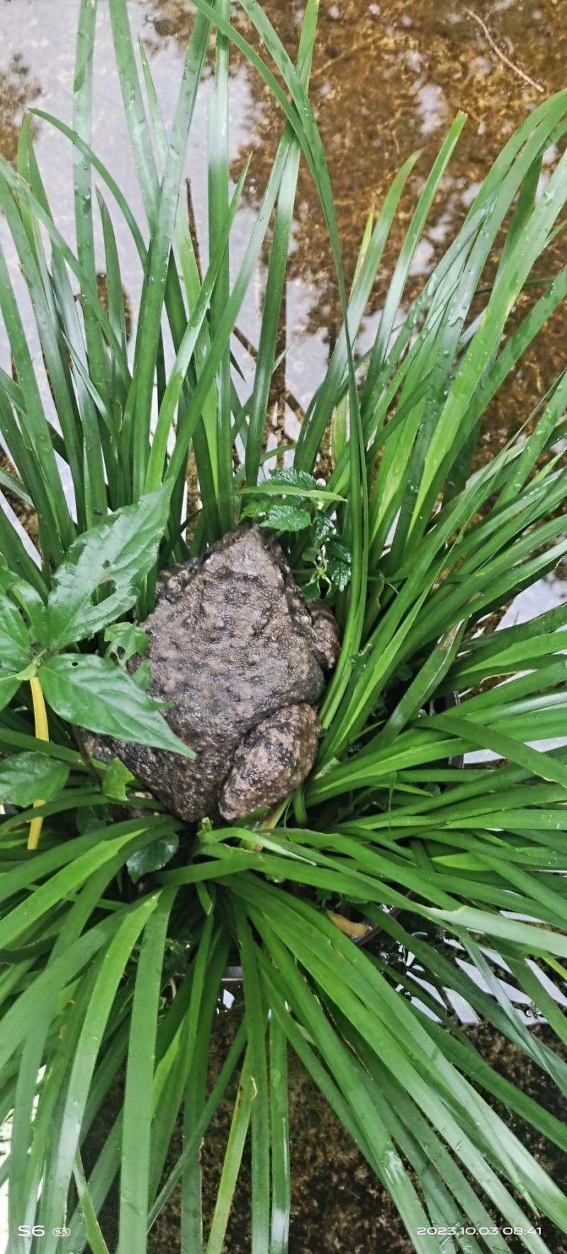 石蛙
