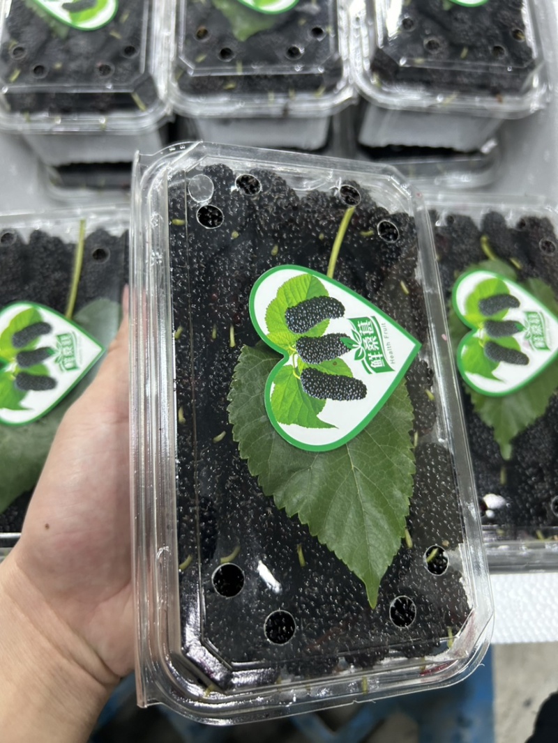 广东精品桑葚，果农精心打包装车发货，保质保量，稳定供货