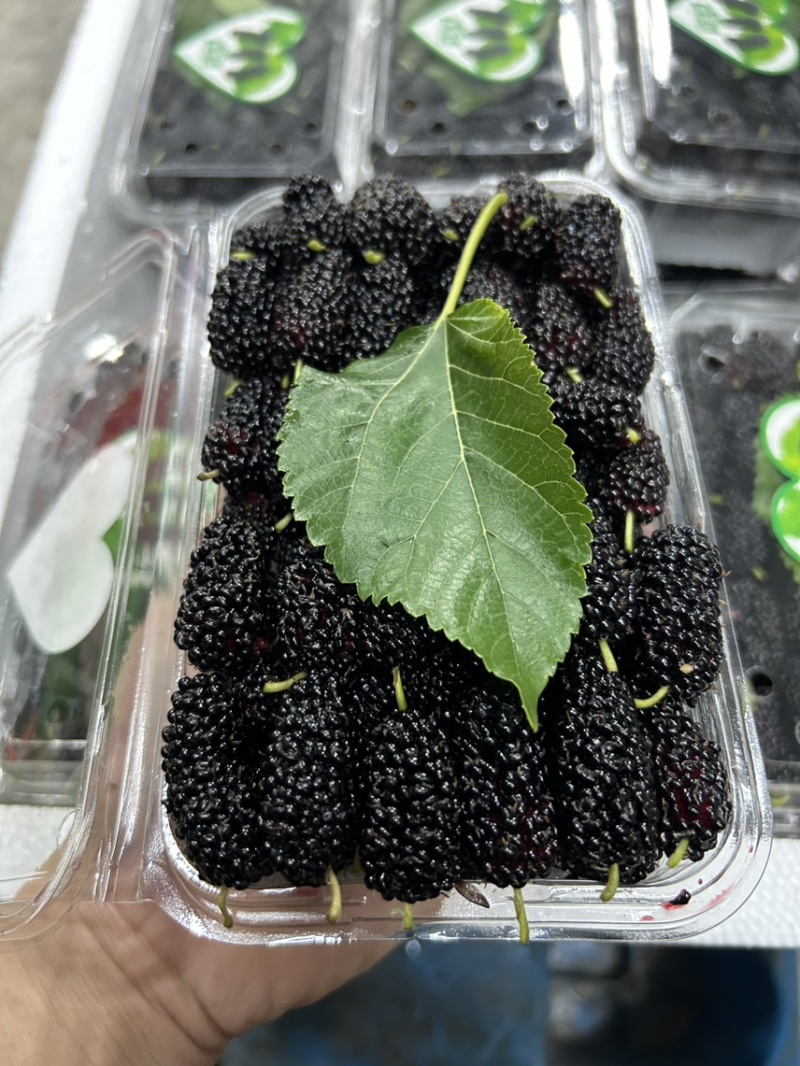 广东精品桑葚，果农精心打包装车发货，保质保量，稳定供货