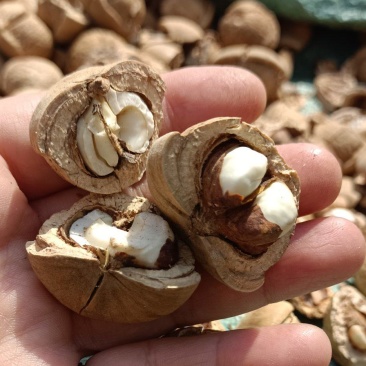 簿壳粒粒有肉的风流果产地直销，量大价优