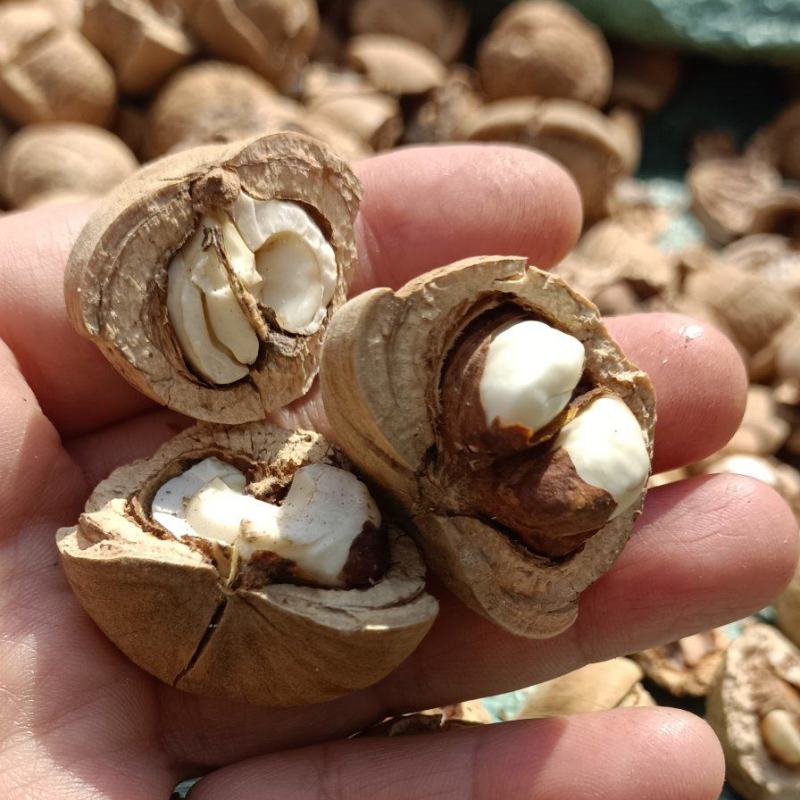 簿壳粒粒有肉的风流果产地直销，量大价优