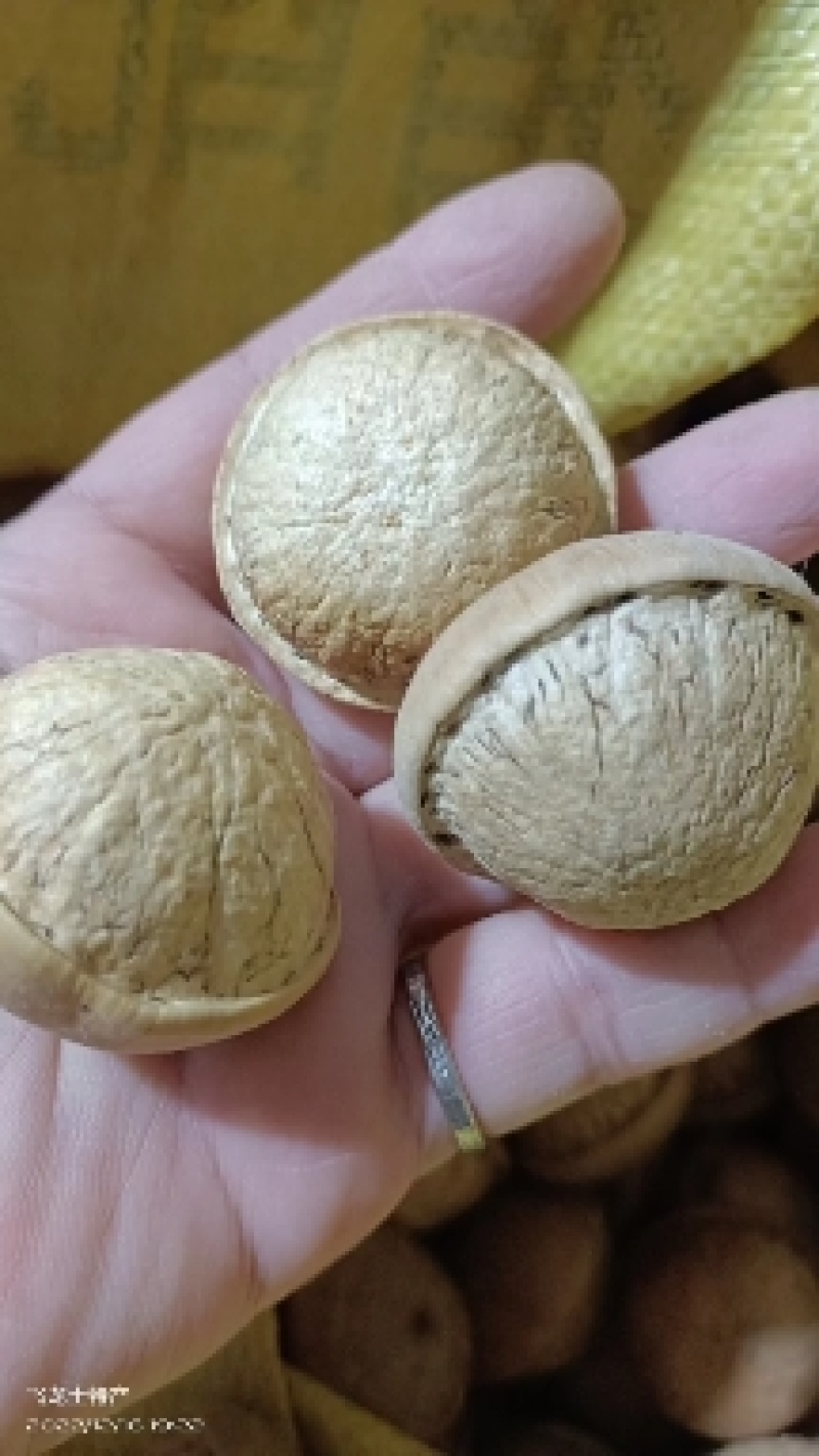 簿壳粒粒有肉的风流果产地直销，量大价优