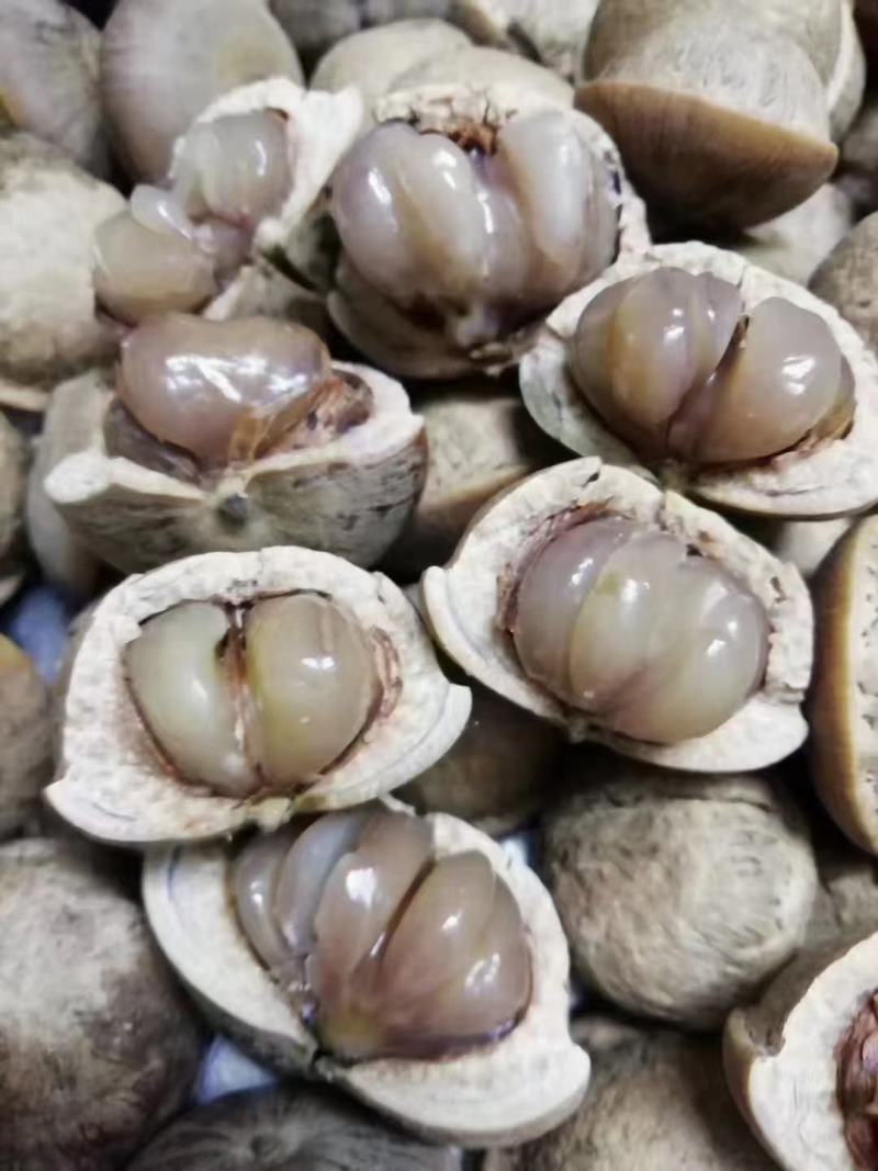 簿壳粒粒有肉的风流果产地直销，量大价优
