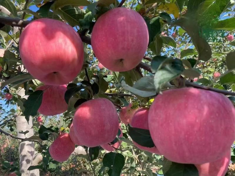 陕西洛川红富苹果，口感脆，含糖量高，硬度好，奈运运输，