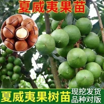广西桂热1号夏威夷坚果稼接苗，澳洲坚果稼接苗欢迎电联