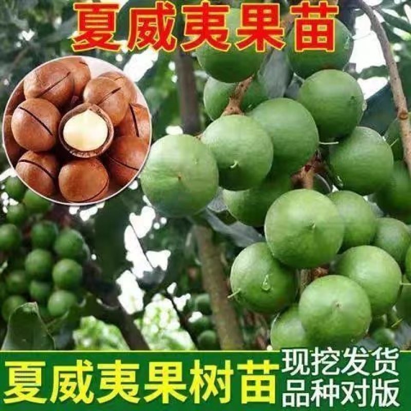 广西桂热1号夏威夷坚果稼接苗，澳洲坚果稼接苗欢迎电联