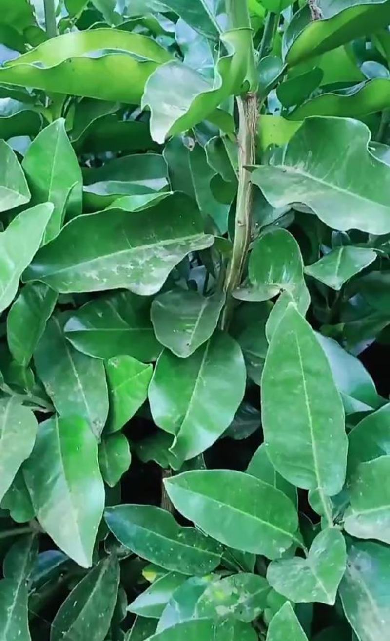 三红蜜柚，三红柚子苗，红心柚子苗，视频看货。