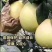 三红蜜柚，三红柚子苗，红心柚子苗，视频看货。