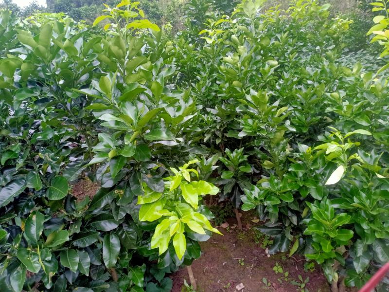 三红蜜柚，三红柚子苗，红心柚子苗，视频看货。