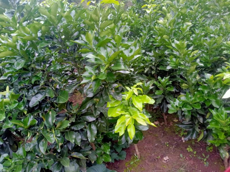 三红蜜柚，三红柚子苗，红心柚子苗，视频看货。