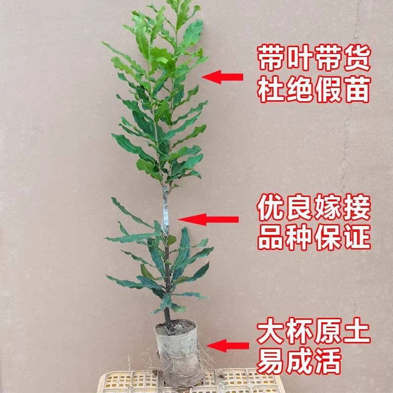 广西桂热1号夏威夷坚果稼接苗，澳洲坚果稼接苗欢迎电联