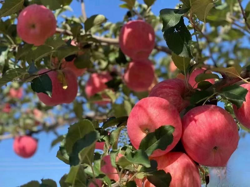 陕西洛川红富士苹果，果面干净颜色红，早晚温差大，口感