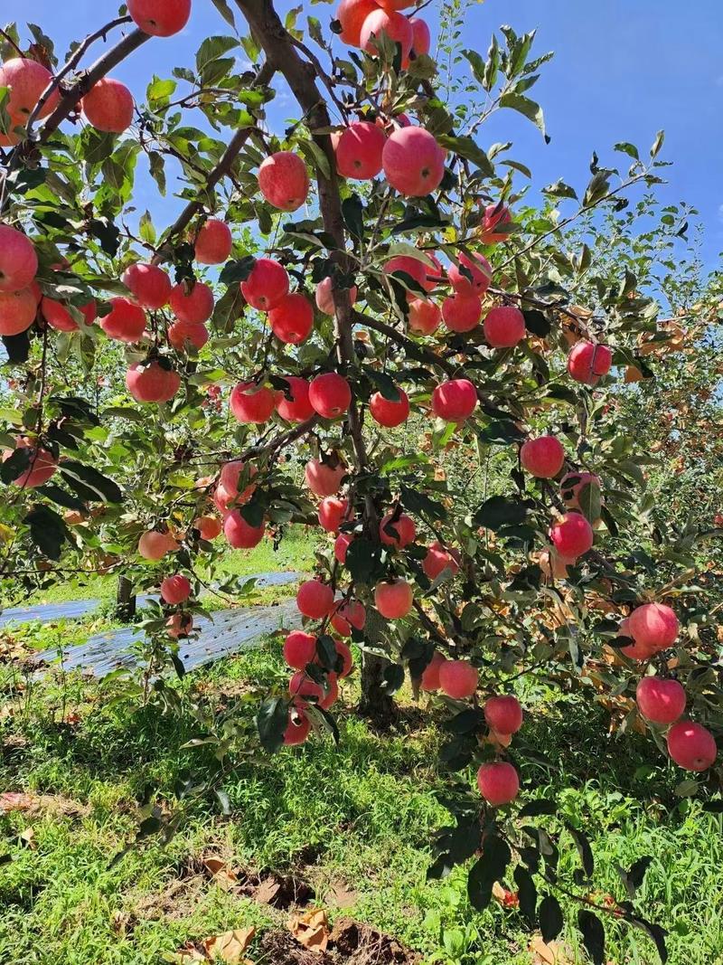 陕西洛川红富士苹果，果面干净颜色红，早晚温差大，口感