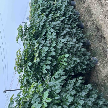 绿宝各种规格都有货的丨