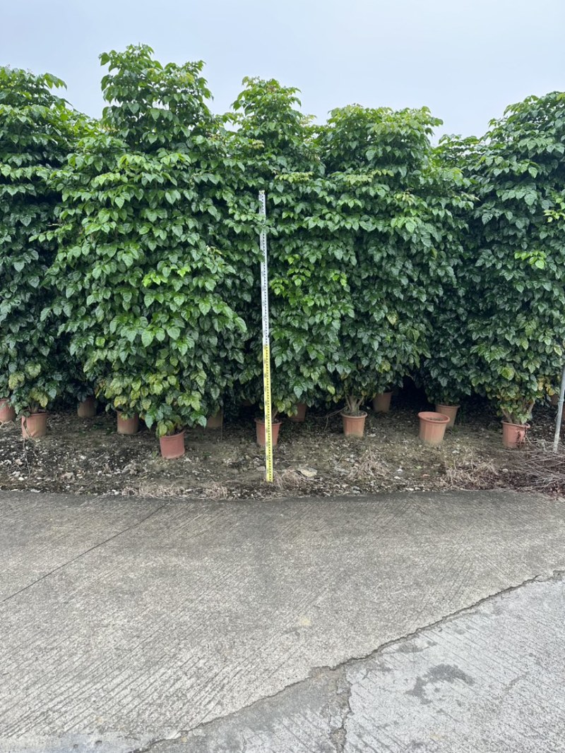 绿宝各种规格都有货的丨