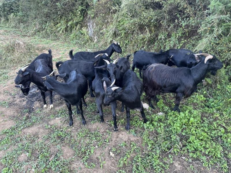 贵州精品生态放养肉羊，产地直发对接各级客商欢迎咨询