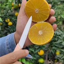 爱媛38果冻橙产地直发一手货源批发品质保证价格美丽发全国