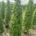 火山榕，大量工程绿化苗木
