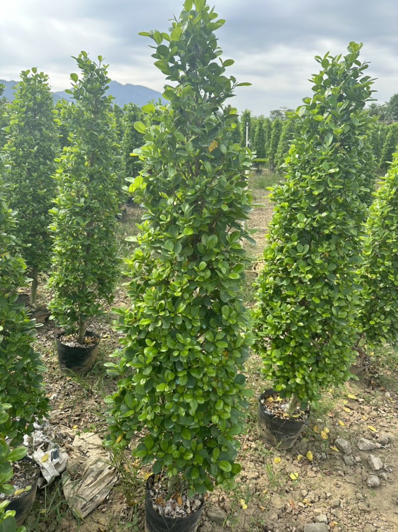 火山榕，大量工程绿化苗木
