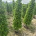 火山榕，大量工程绿化苗木