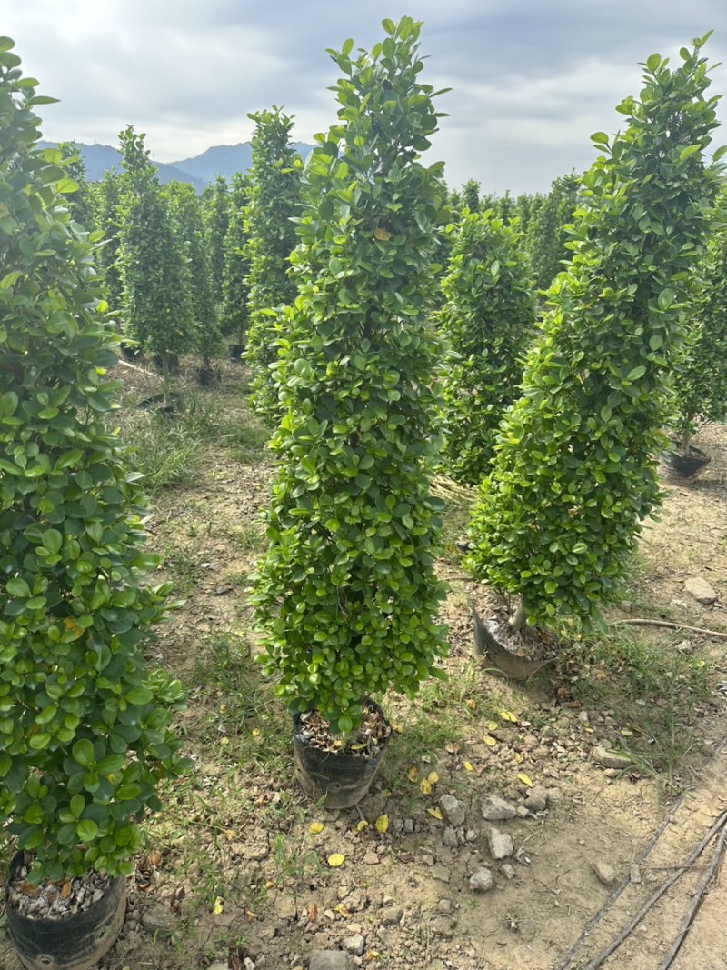 火山榕，大量工程绿化苗木